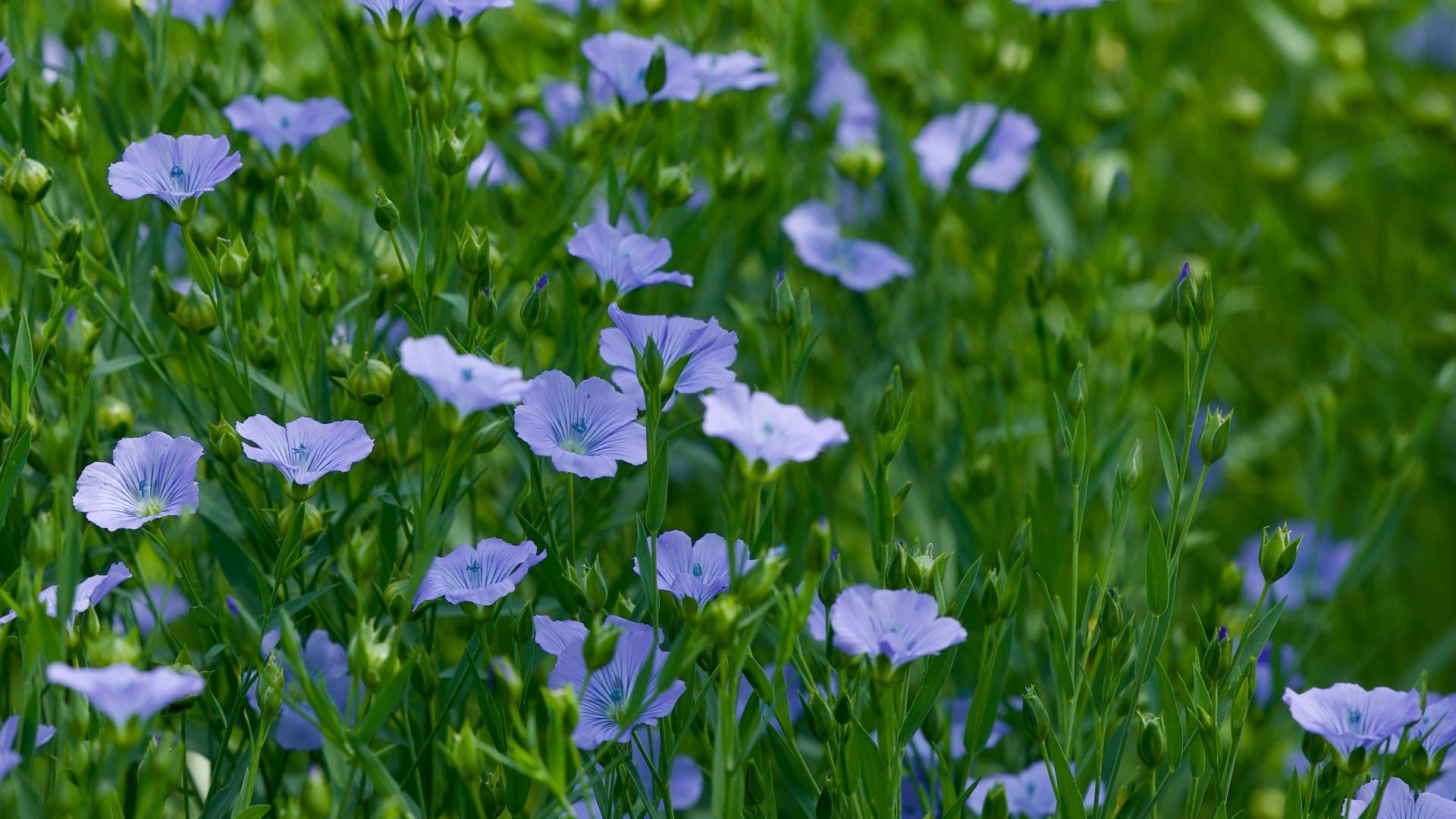 Blaue Blümchen im grünen Gras, Frühlingsblumen, Natur, Eibiswald.